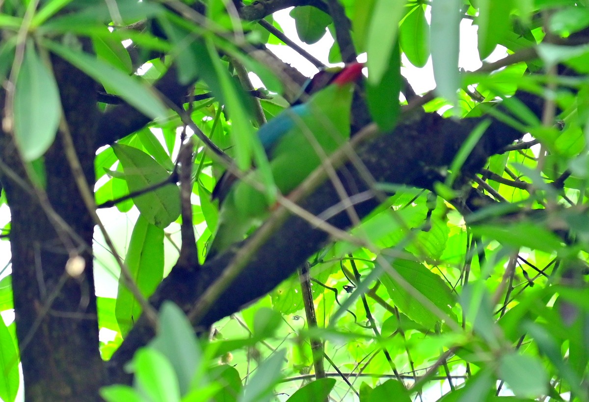 Common Green-Magpie - ML637773824
