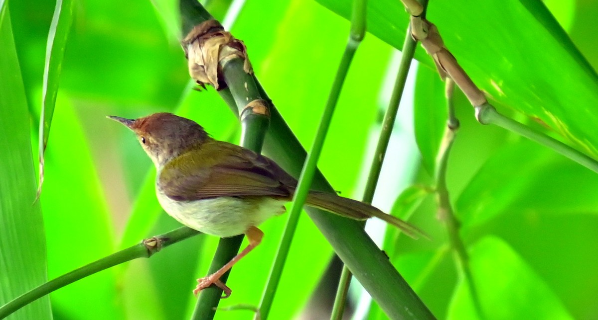 Common Tailorbird - ML637773826