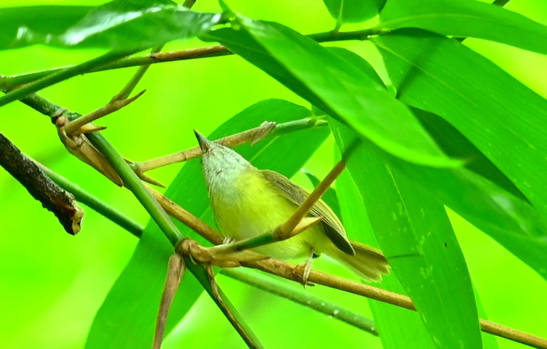 Yellow-bellied Warbler - ML637773828