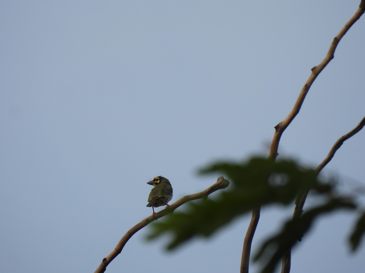 Coppersmith Barbet - ML637773883