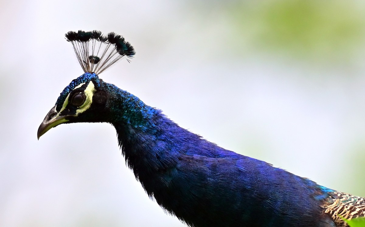 Indian Peafowl - ML637773908