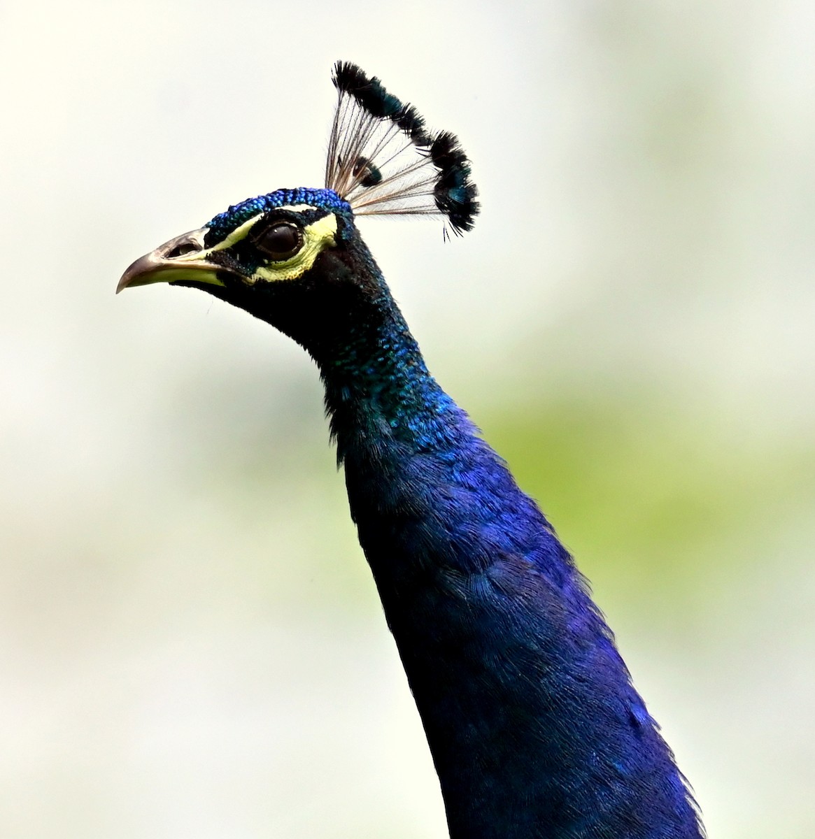 Indian Peafowl - ML637773909