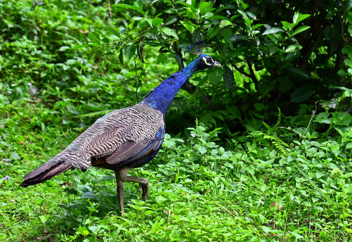 Indian Peafowl - ML637773912