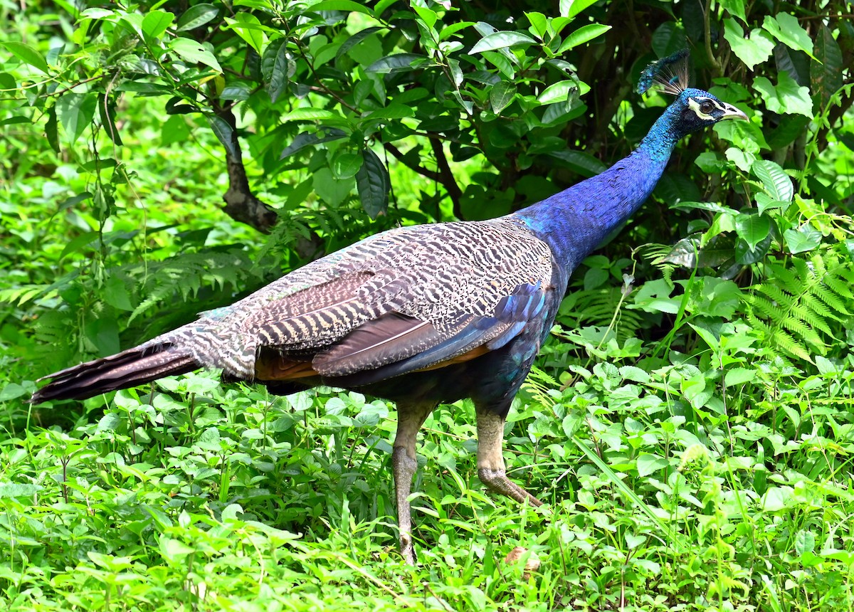 Indian Peafowl - ML637773913