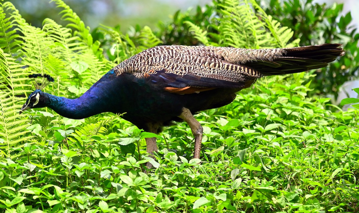 Indian Peafowl - ML637773914