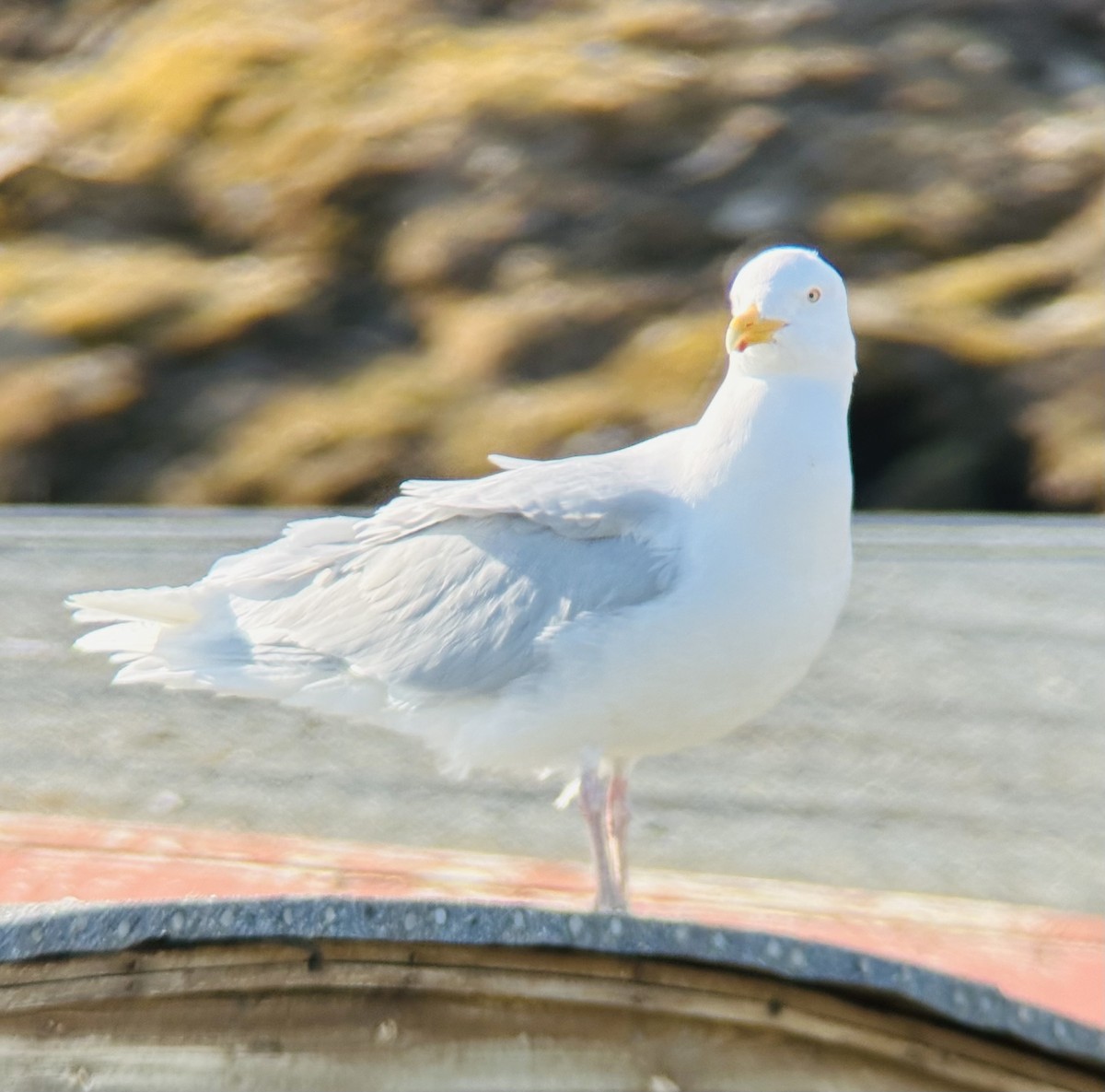 Glaucous Gull - ML637773944
