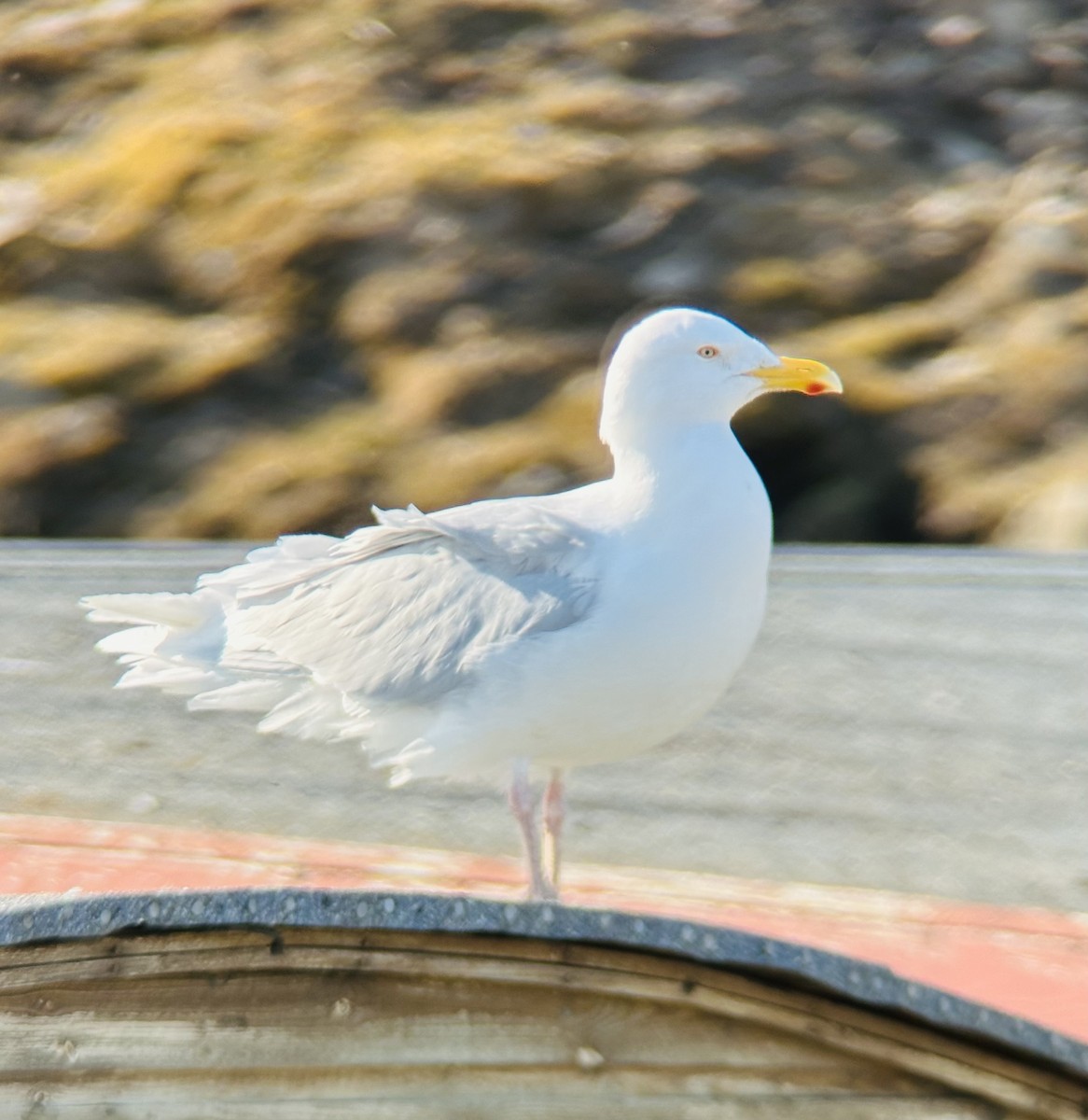 Glaucous Gull - ML637773945