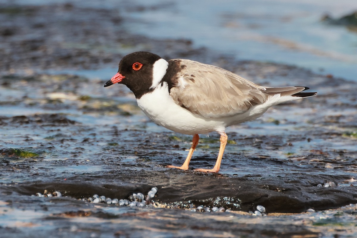 Hooded Plover - ML637773960