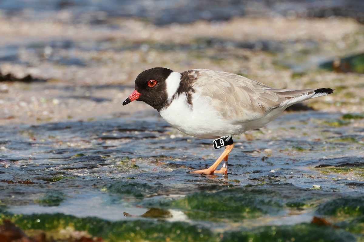 Hooded Plover - ML637773961