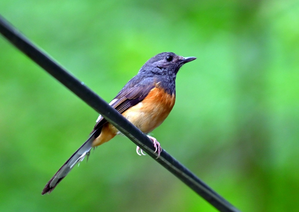 White-rumped Shama - ML637773965