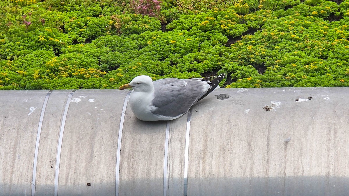 American Herring Gull - ML637773987