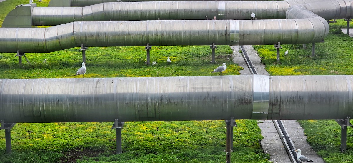 American Herring Gull - ML637773988