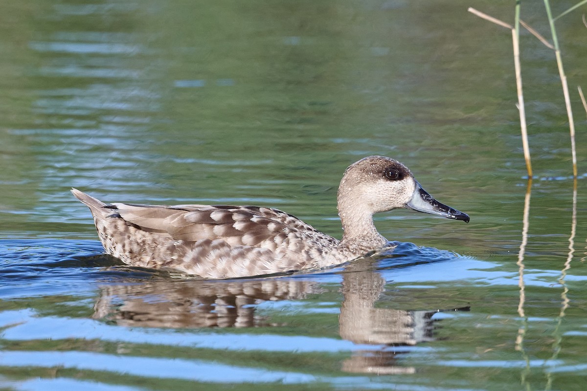 Marbled Duck - ML637774080