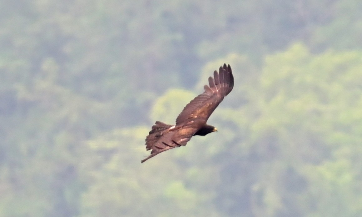 Black Eagle - ML637774116