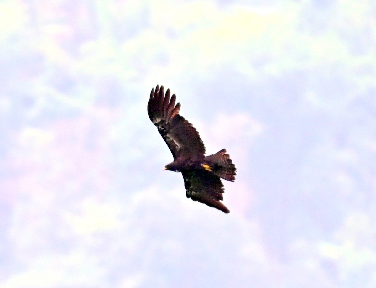 Black Eagle - ML637774117