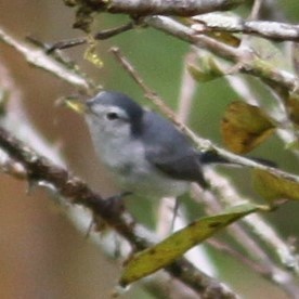 White-browed Gnatcatcher - ML637774175