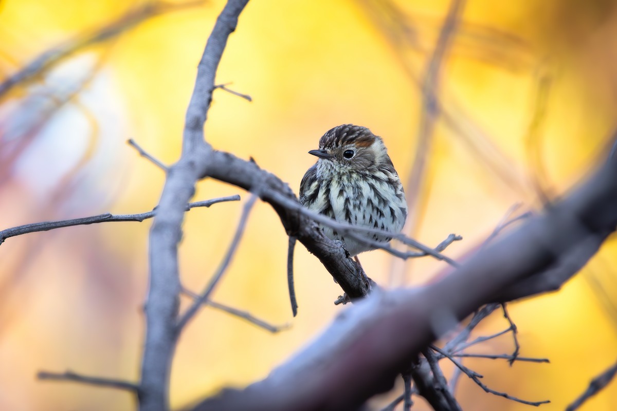 Speckled Warbler - ML637774205