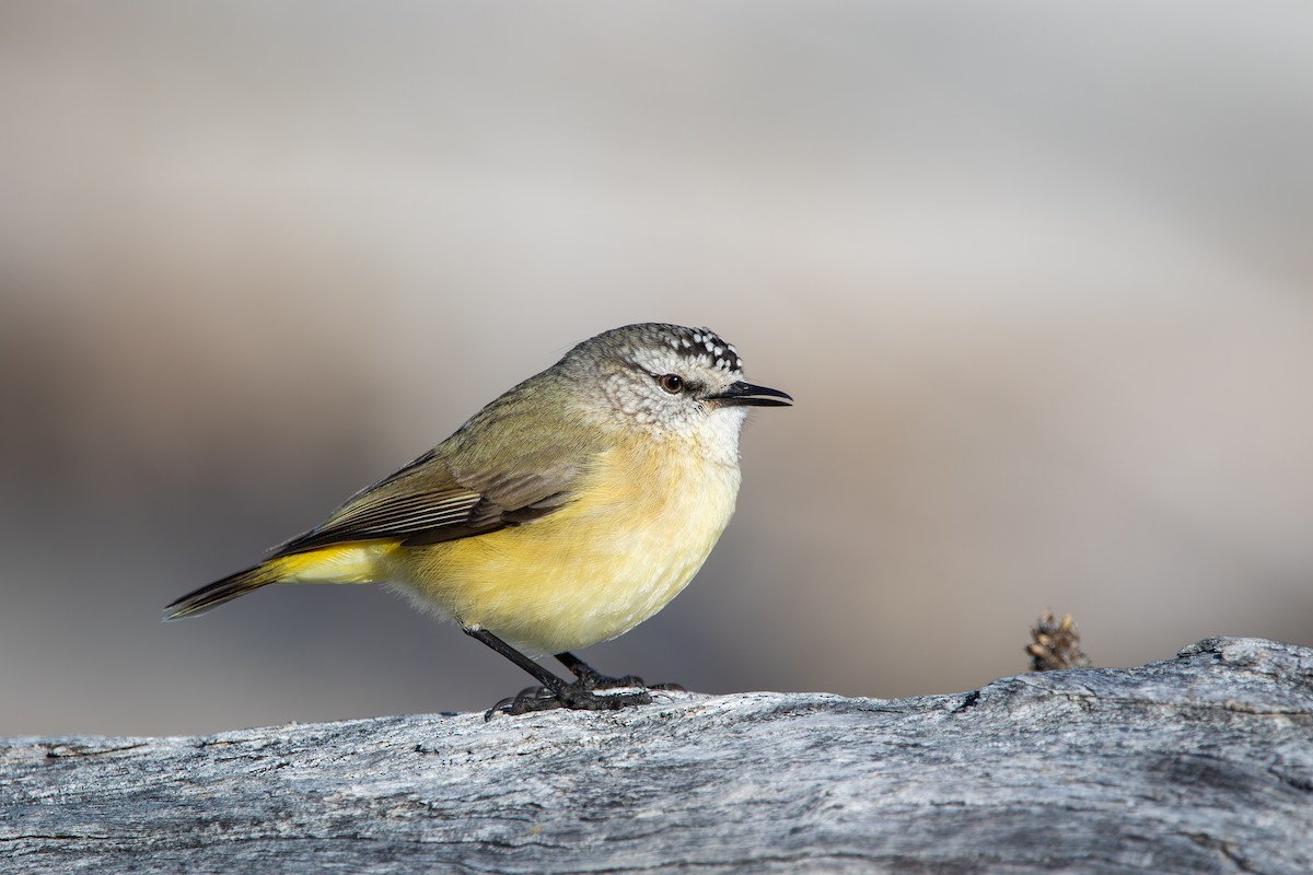 Yellow-rumped Thornbill - ML637774207