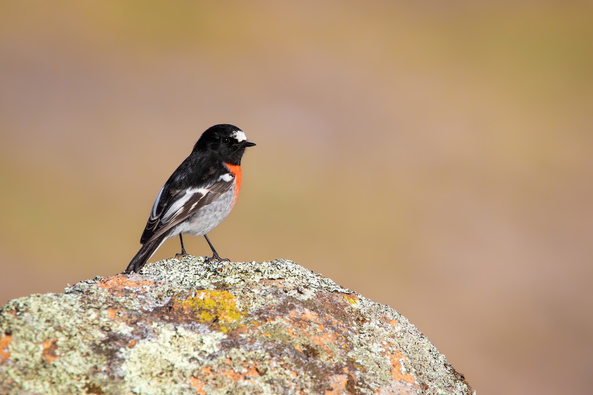 Scarlet Robin - ML637774212