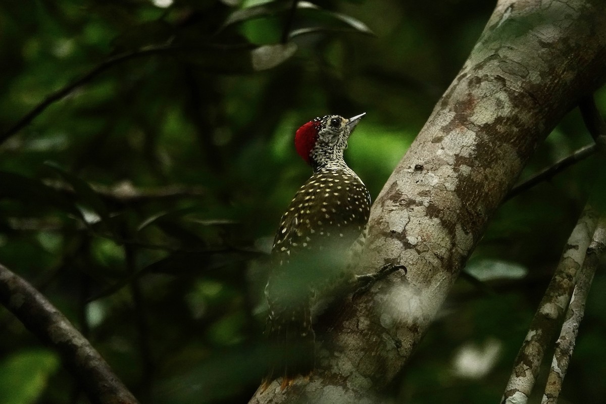 Green-backed Woodpecker - ML637774234