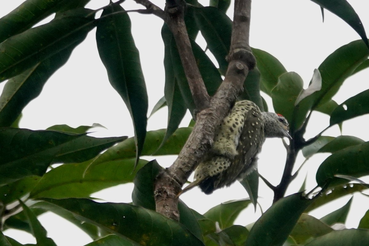 Green-backed Woodpecker - ML637774269