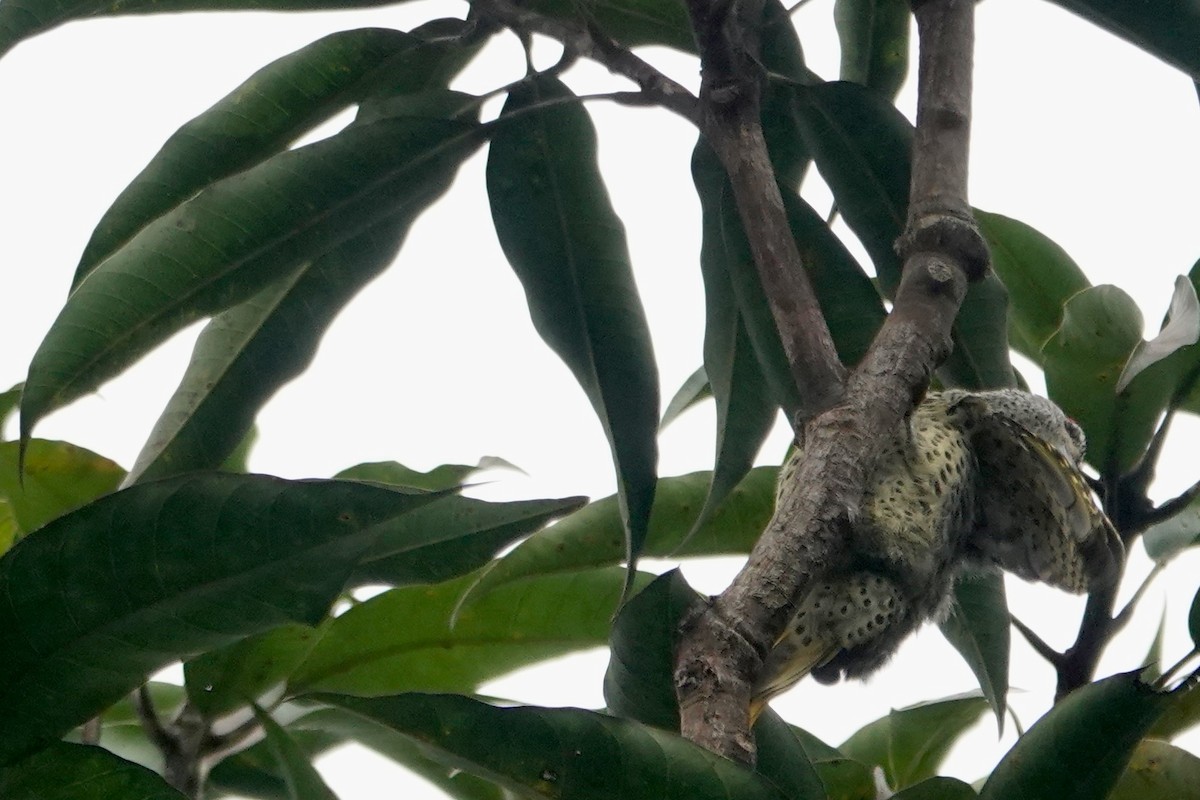Green-backed Woodpecker - ML637774270