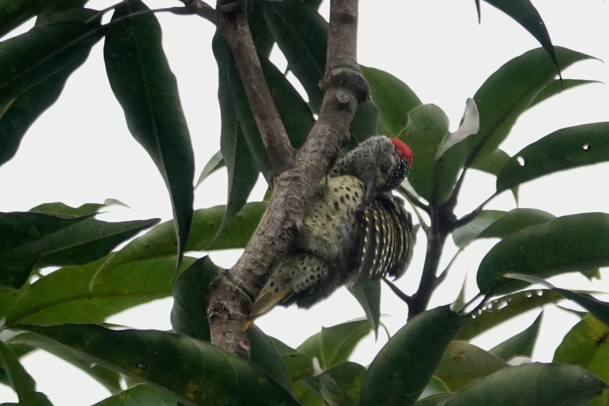 Green-backed Woodpecker - ML637774271