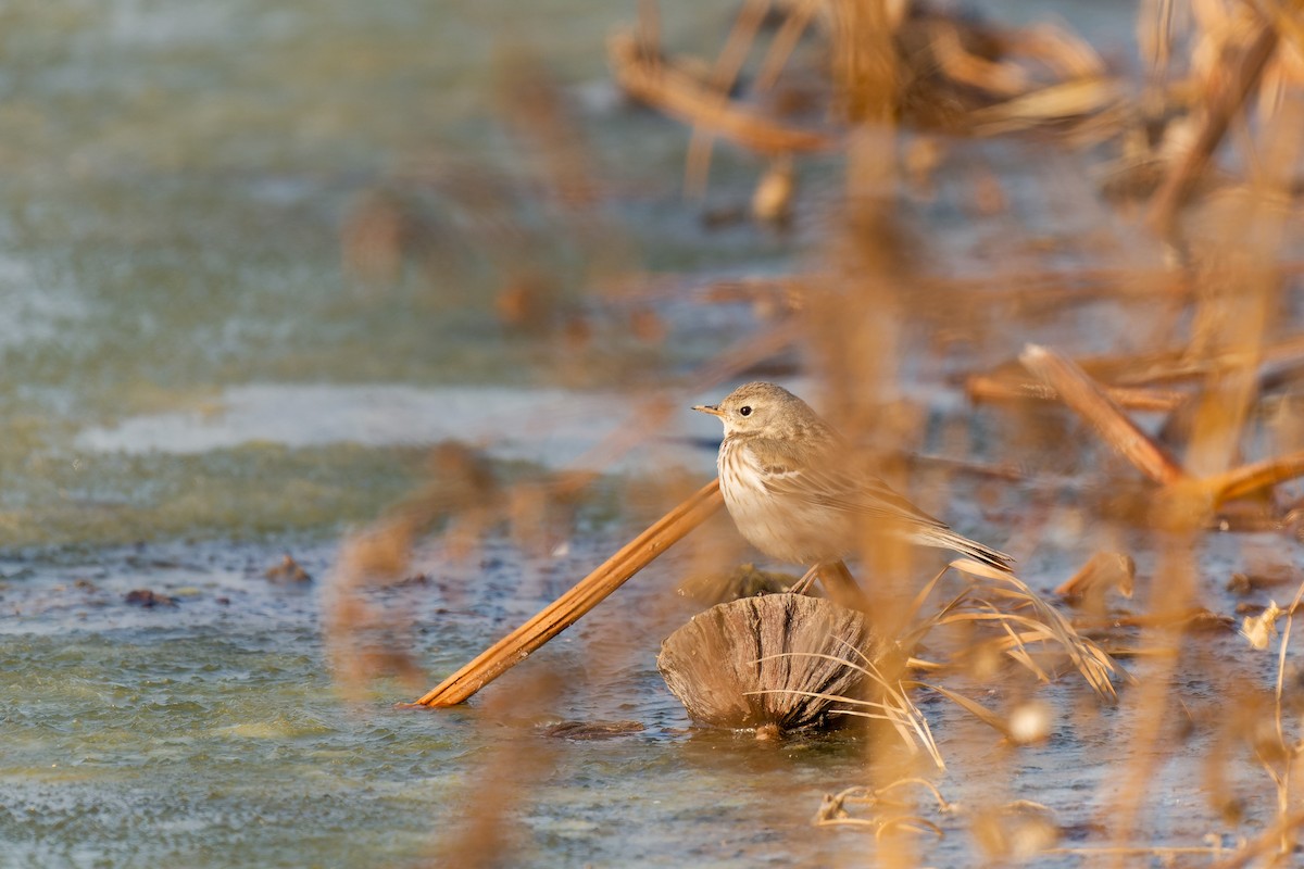 Water Pipit - ML637774308