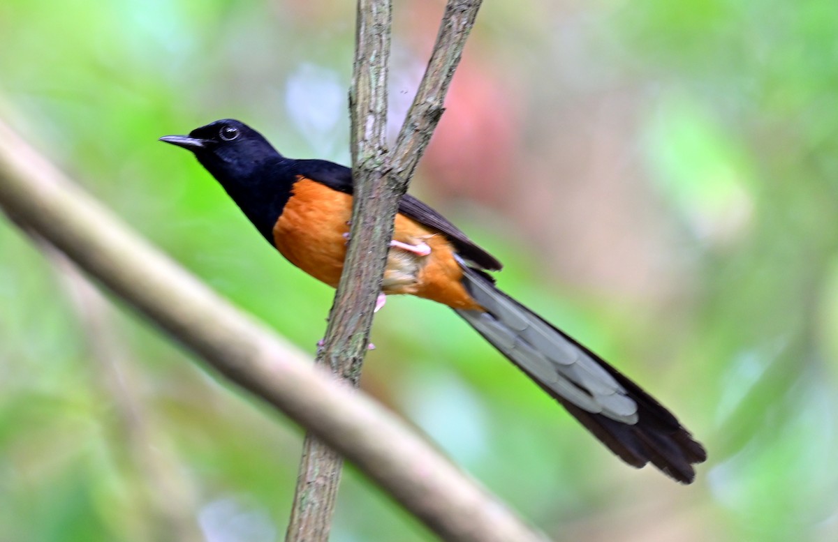 White-rumped Shama - ML637774348
