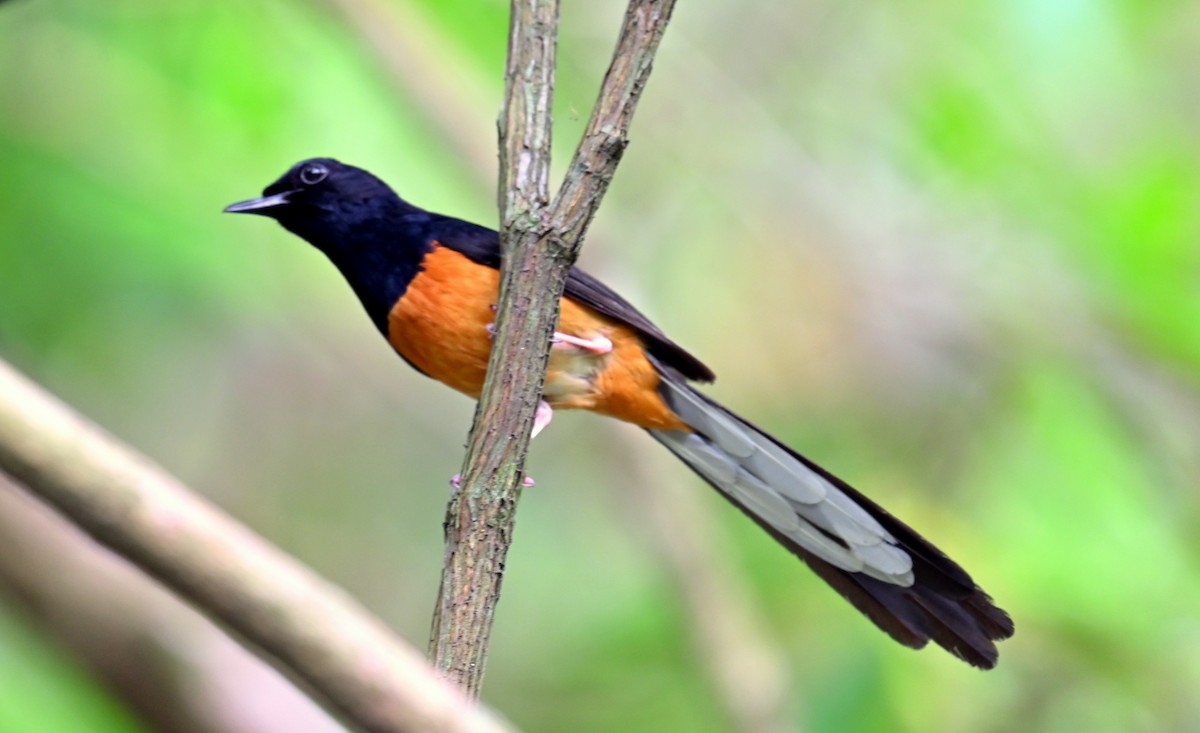White-rumped Shama - ML637774350