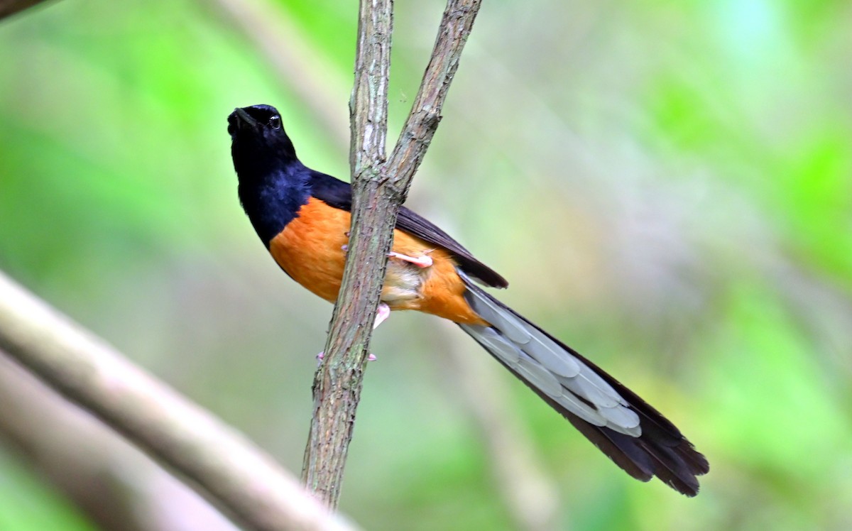 White-rumped Shama - ML637774351