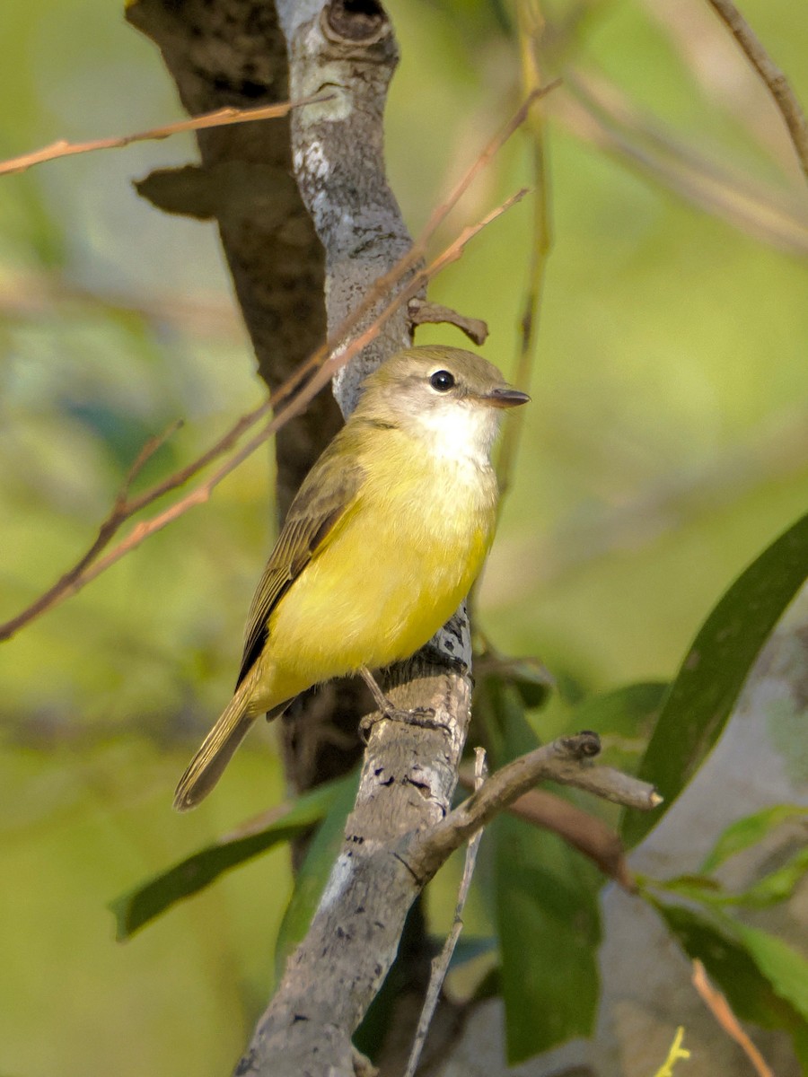 Lemon-bellied Flyrobin - ML637774360
