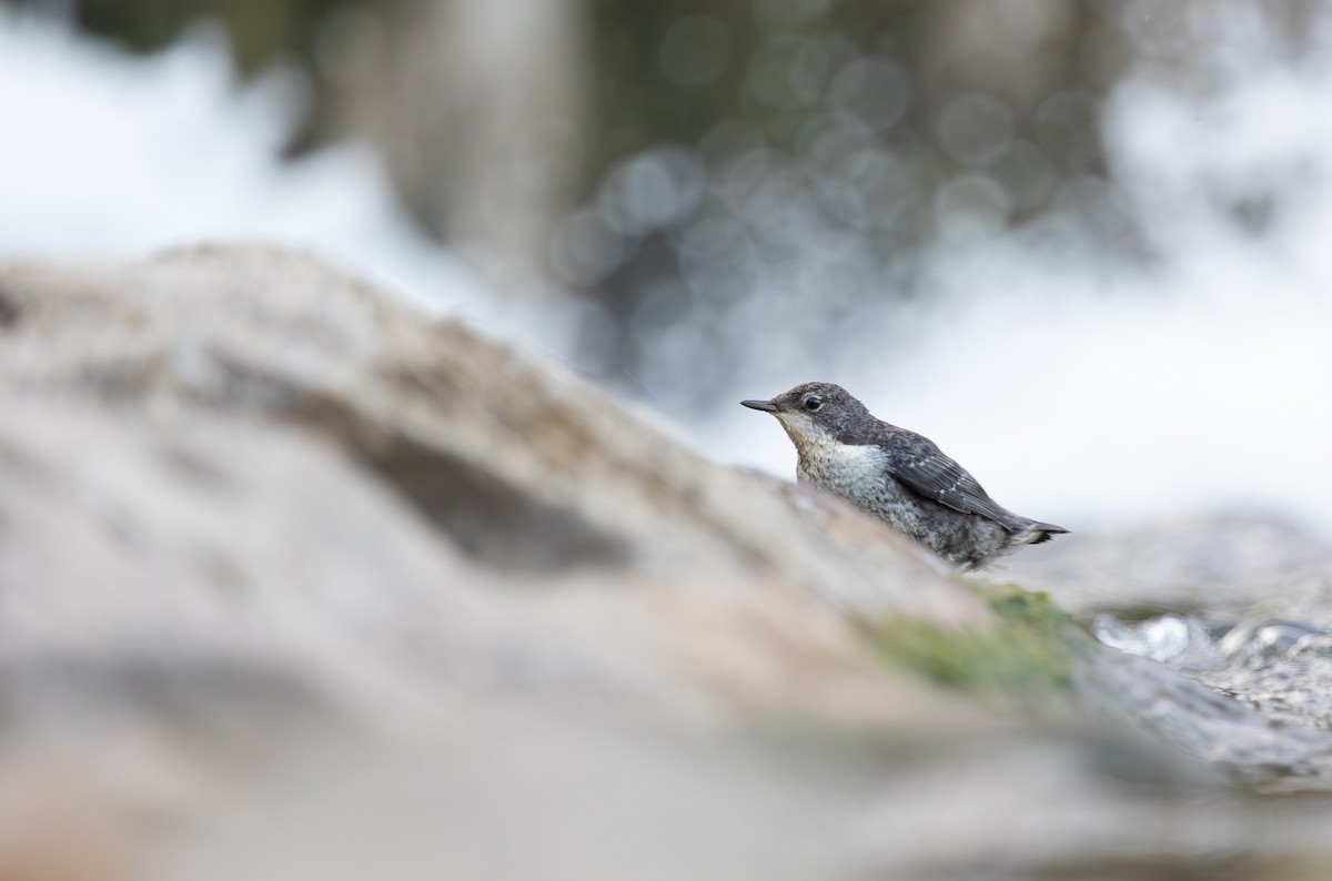 White-throated Dipper - ML637774361