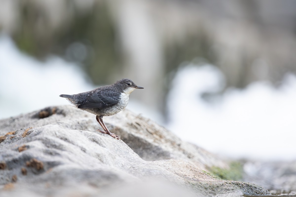 White-throated Dipper - ML637774362