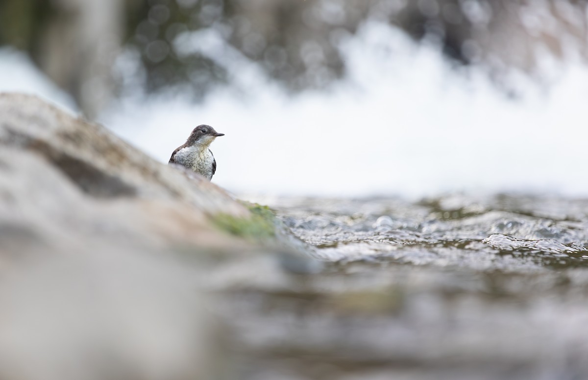 White-throated Dipper - ML637774363