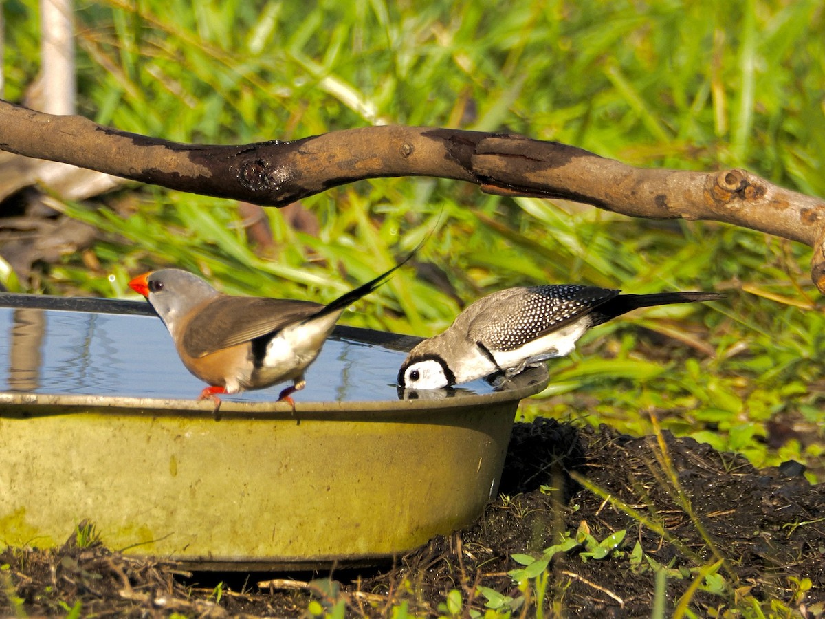 Long-tailed Finch - ML637774383