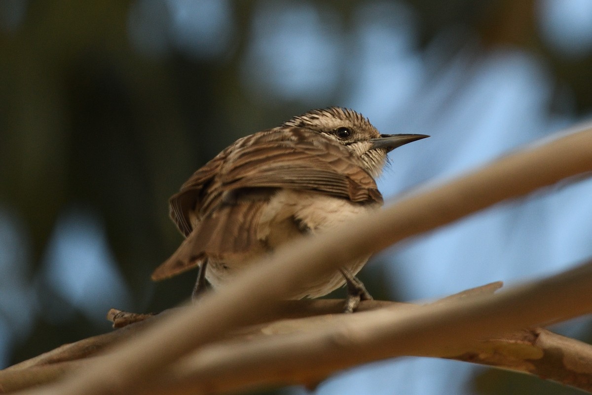 Striped Honeyeater - ML637774396