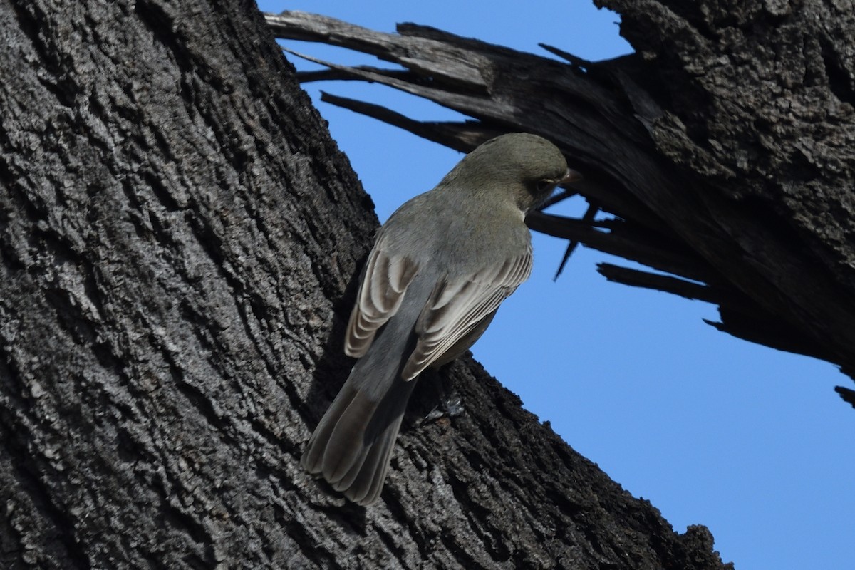 Rufous Whistler - ML637774401