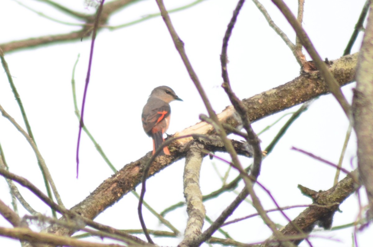 Rosy Minivet - ML637774404
