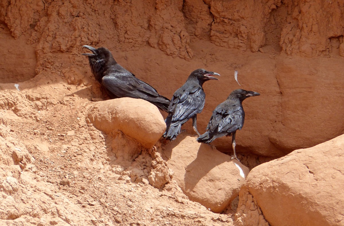 Grand Corbeau - ML637774418