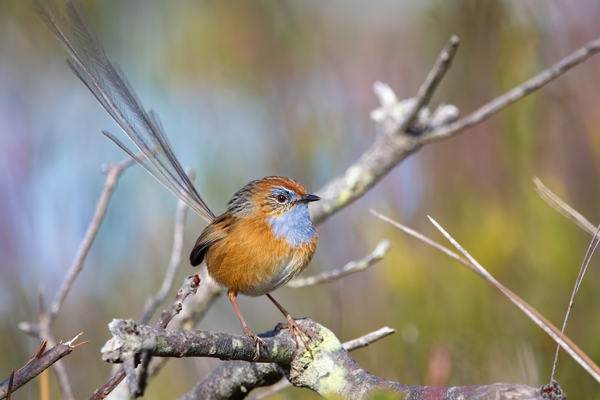 Southern Emuwren - ML637774430