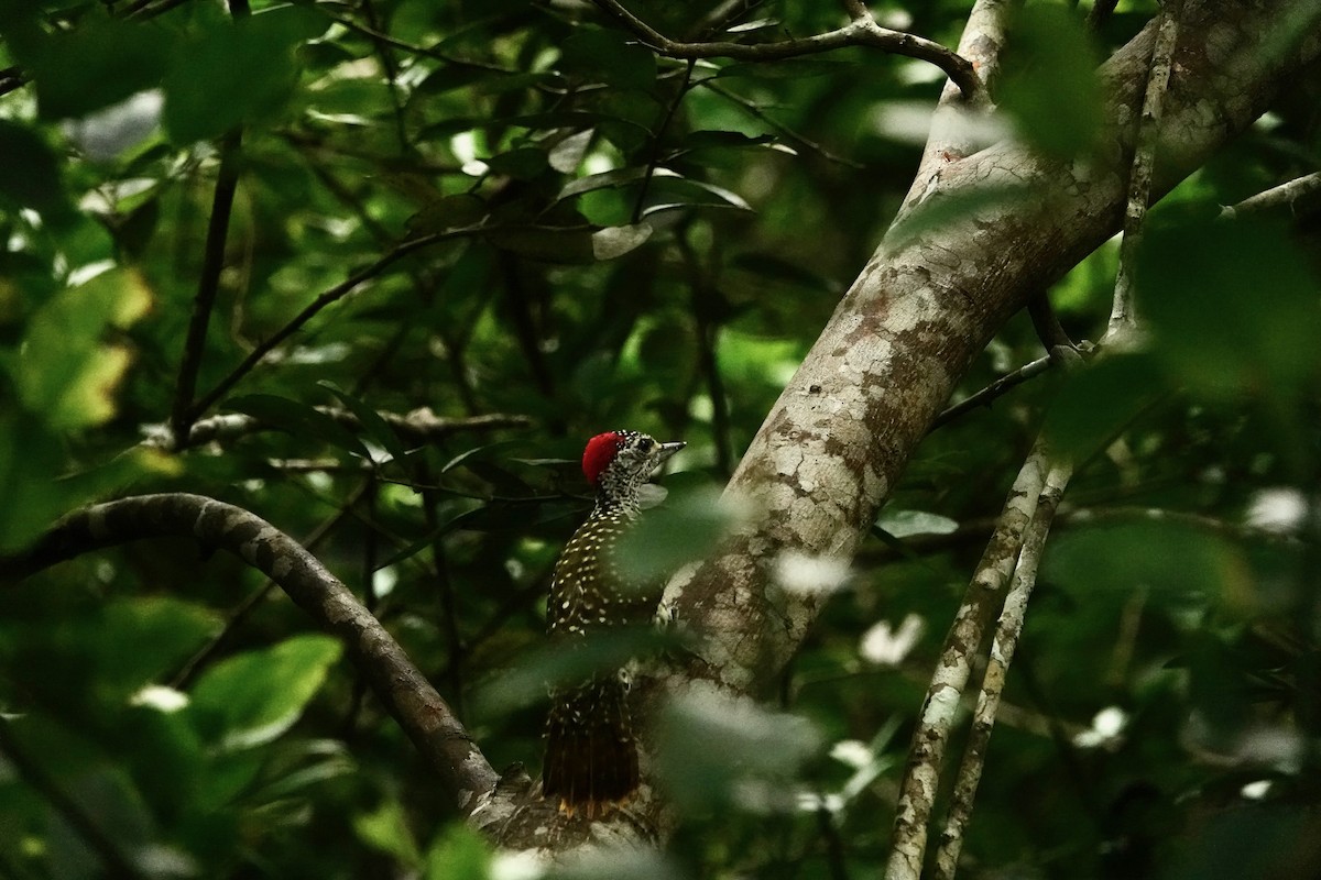 Green-backed Woodpecker - ML637774454