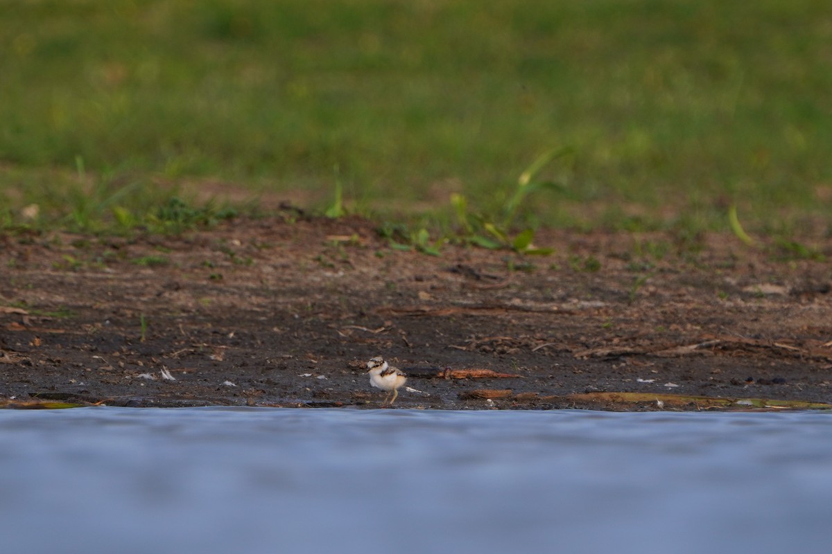 Little Ringed Plover - ML637774480