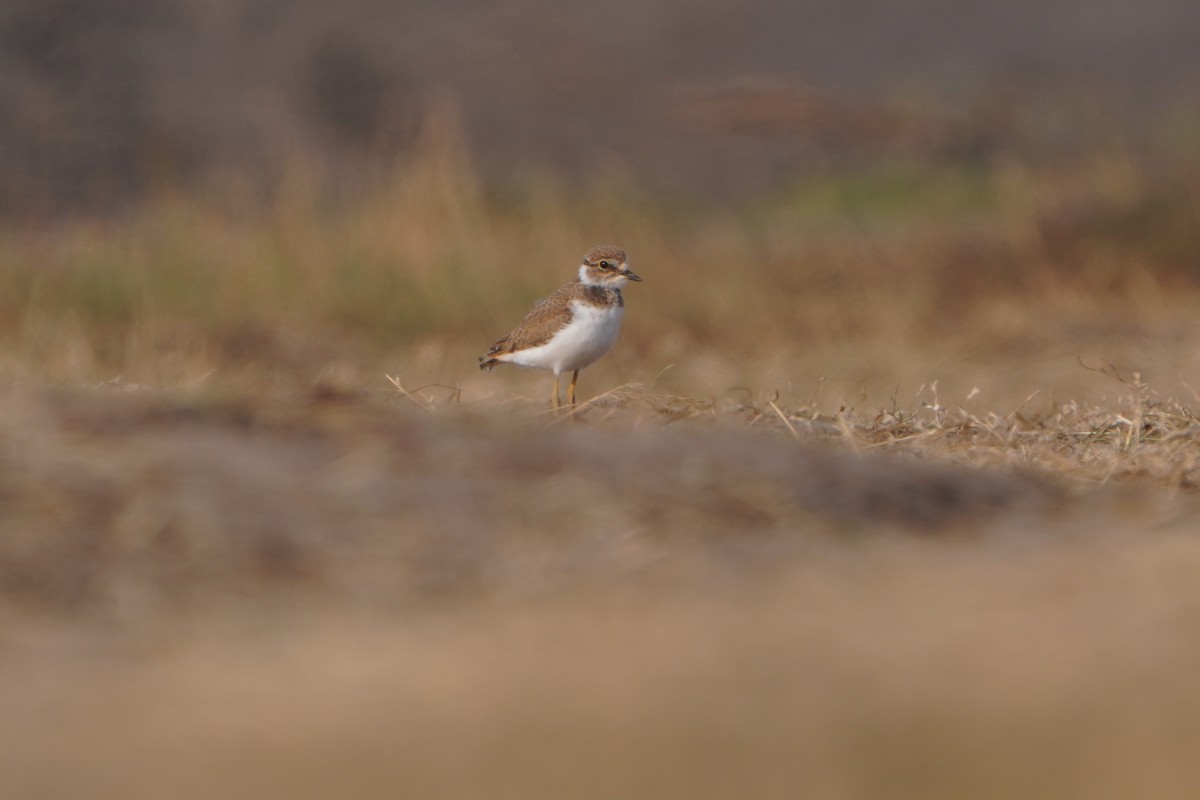 Little Ringed Plover - ML637774482