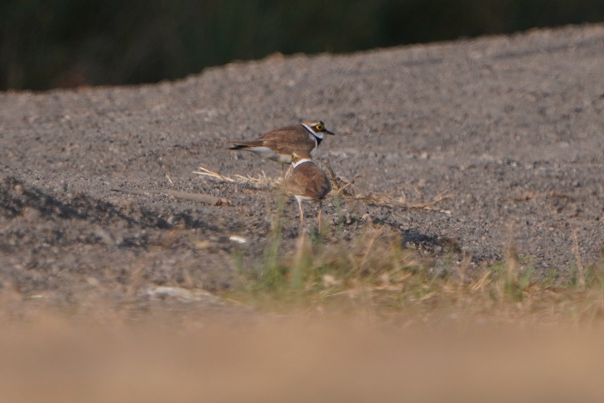 Little Ringed Plover - ML637774483