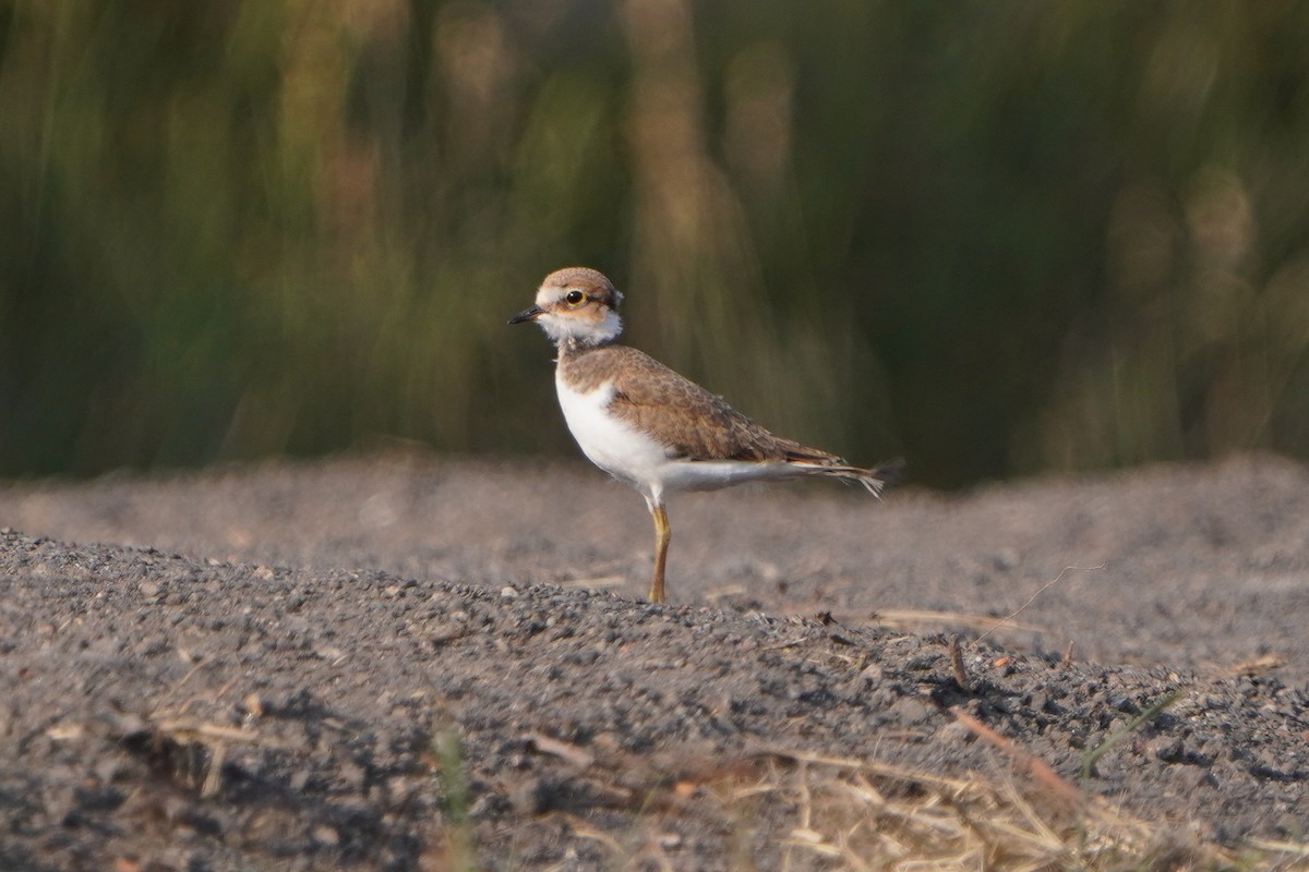 Little Ringed Plover - ML637774484