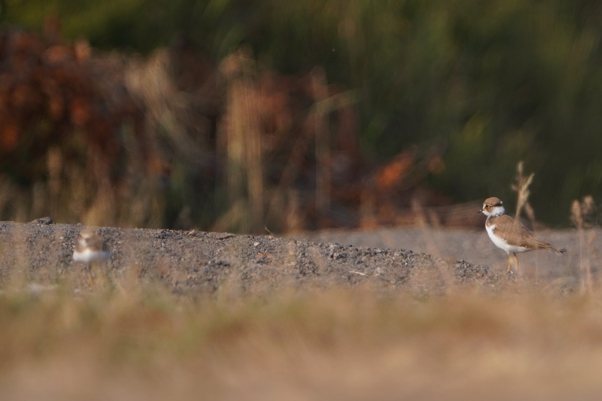 Little Ringed Plover - ML637774485