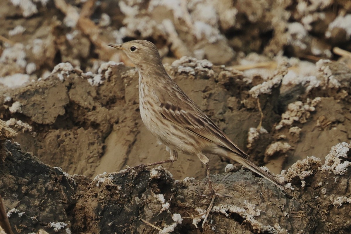 Water Pipit - ML637774514