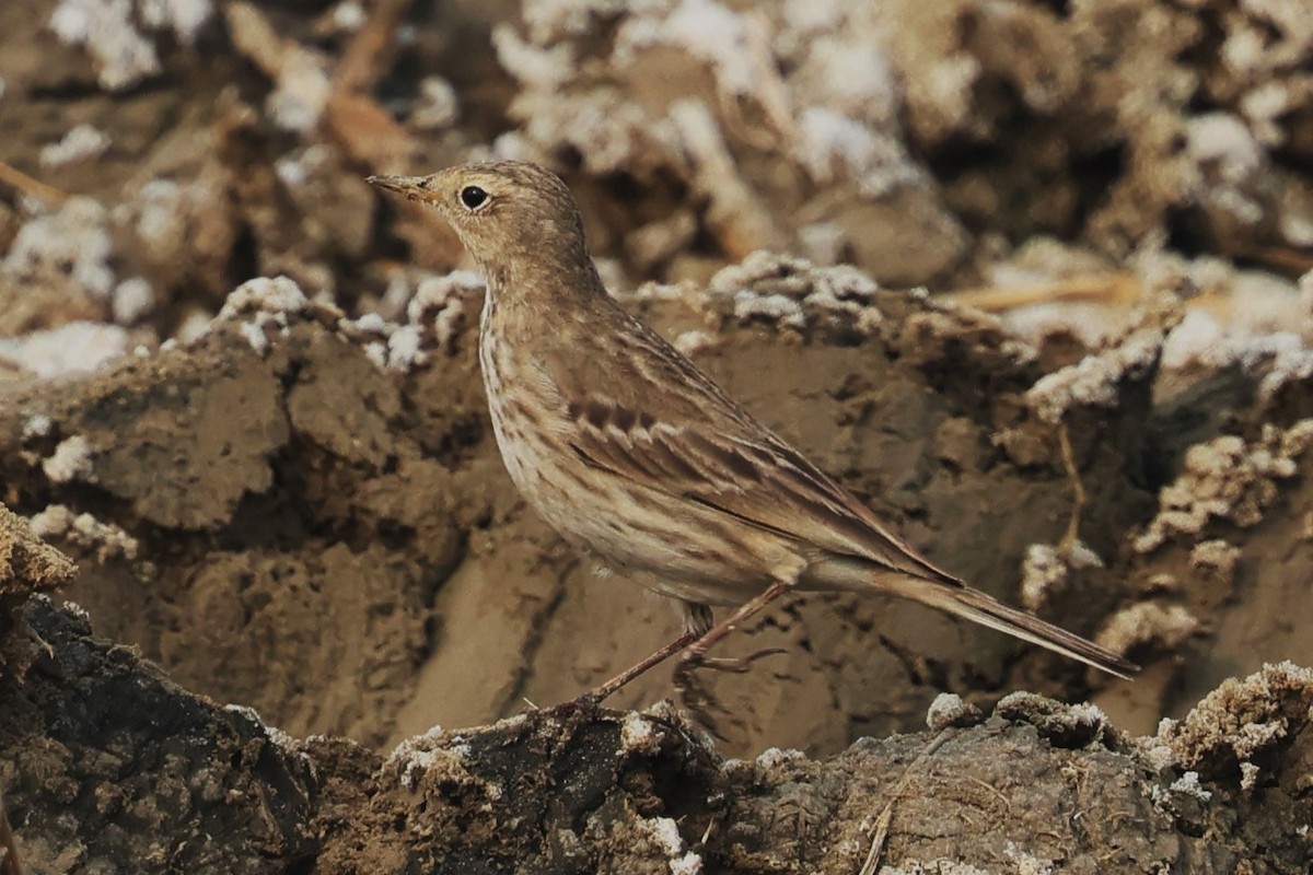 Water Pipit - ML637774515