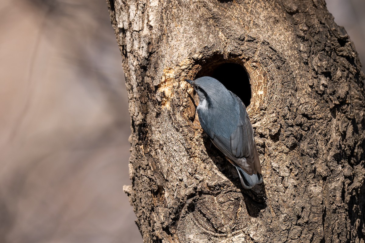 Eurasian Nuthatch (White-bellied) - ML637774567